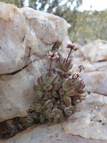 Crassula sericea var. sericea resource utilisation expertise